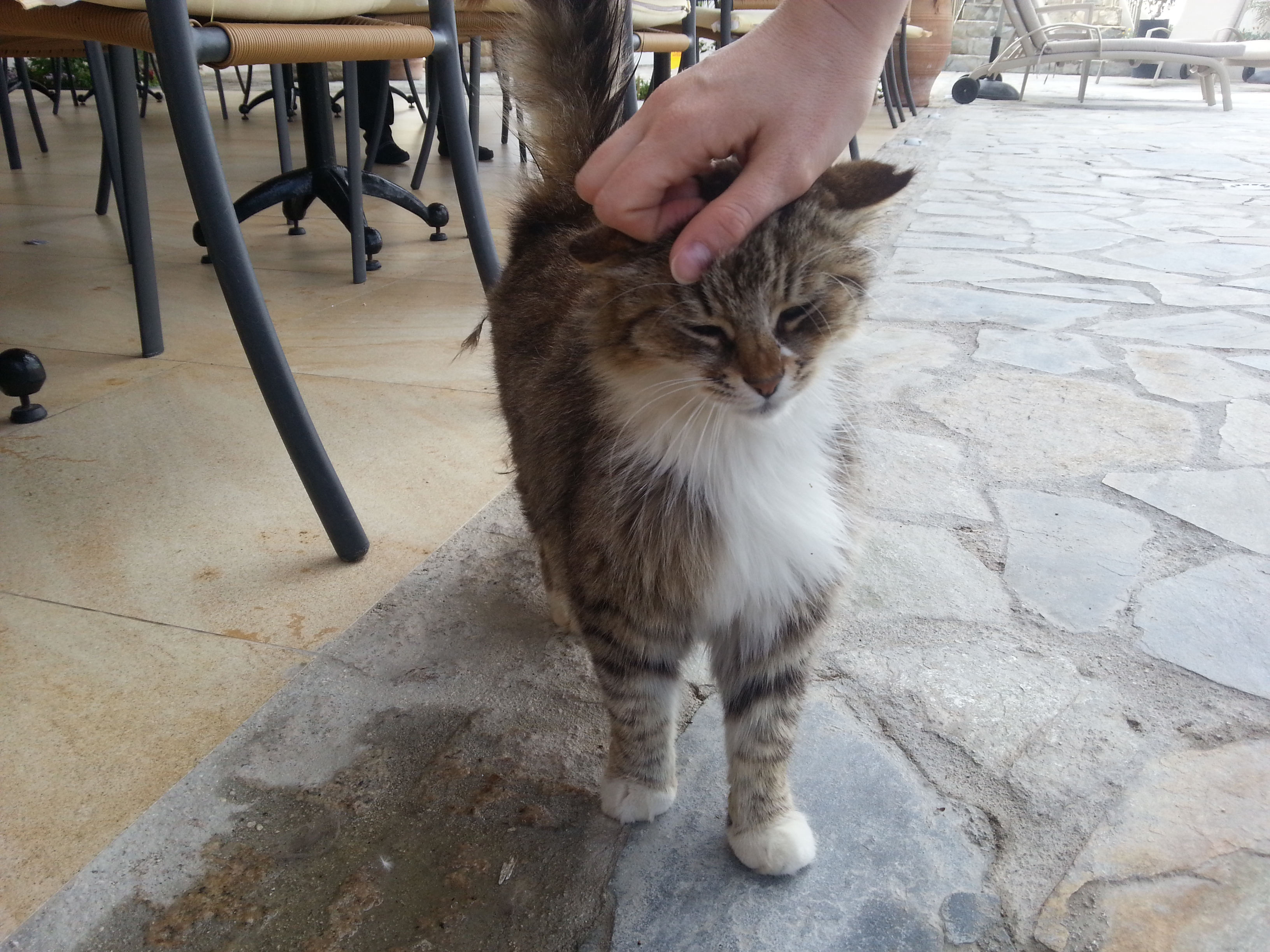 Cats of Paphos – The Cosy Traveller