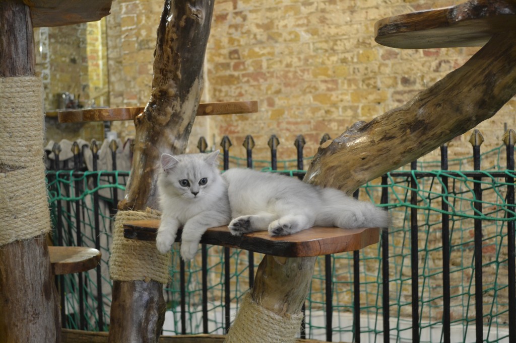 Top 10 posts: London Cat Village