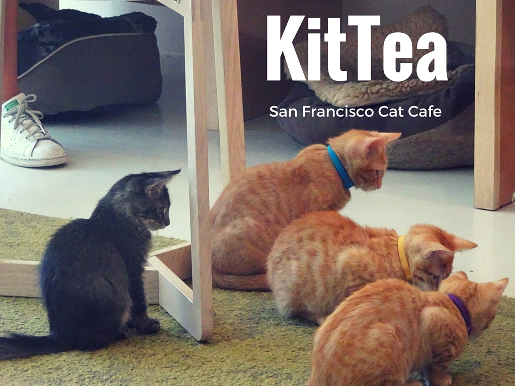 There Is A Cat Cafe in San Francisco And It Is Glorious The Cosy