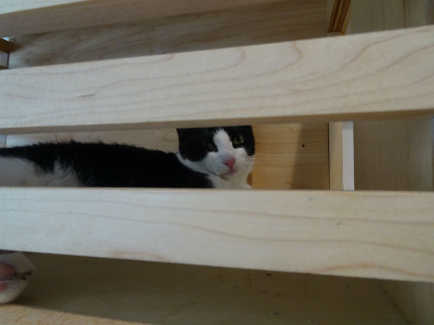 The Cosy Traveller's review of KitTea, the cat cafe in San Francisco