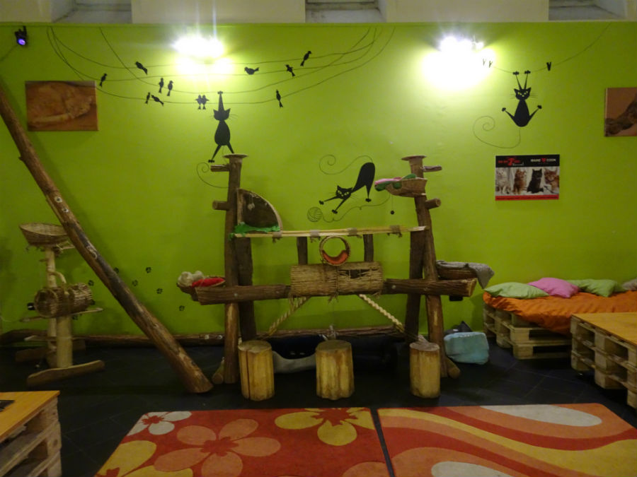 Budapest Cat Cafe A Place For Real Cat Lovers The Cosy Traveller