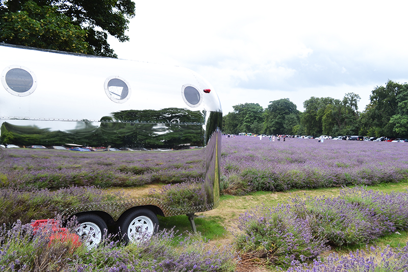 lavender field in england