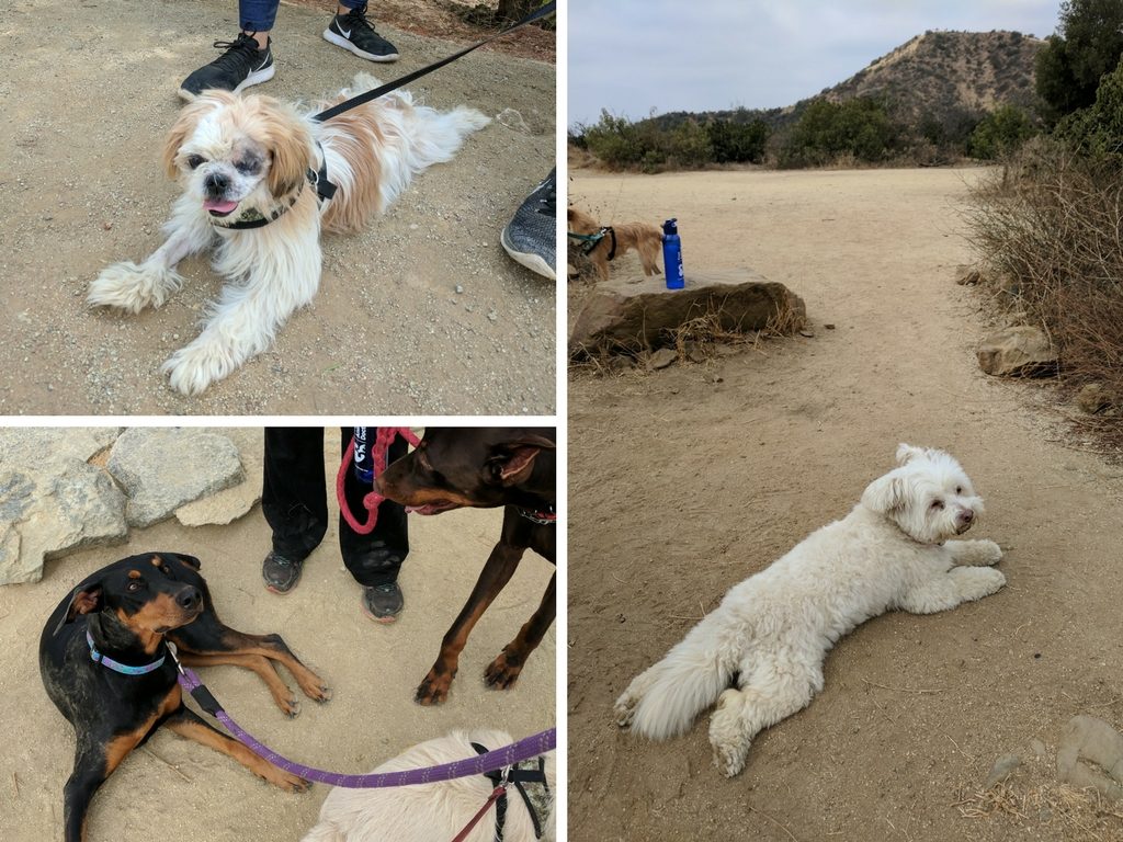 That Time I Hiked Runyon Canyon (…With Loads of Rescue Dogs) The Cosy