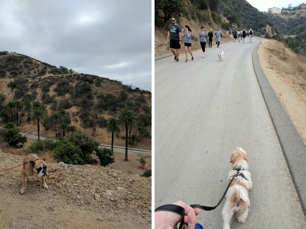 Hike Runyon Canyon with rescue dogs!