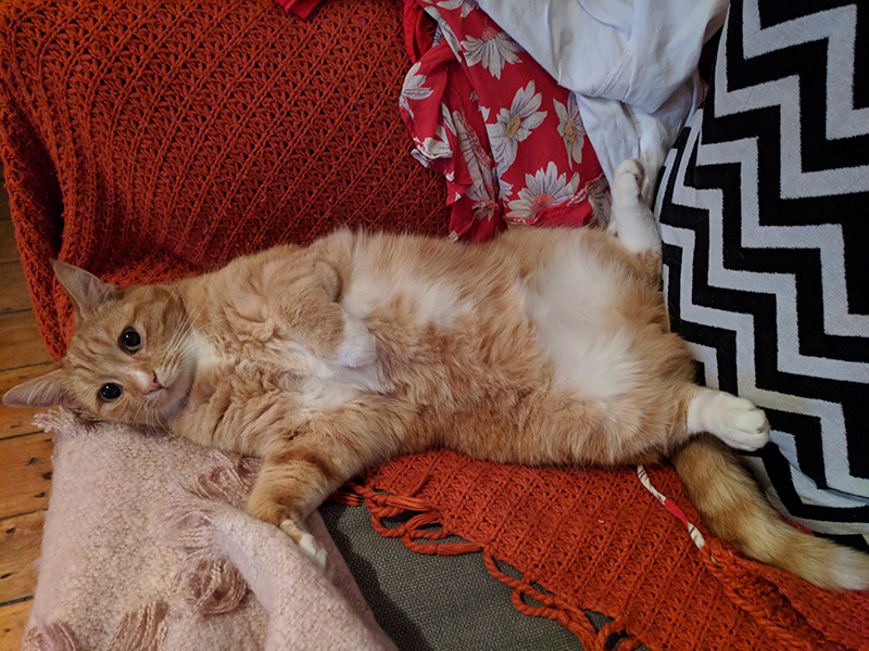 What to do with your cats when you travel The Cosy Traveller