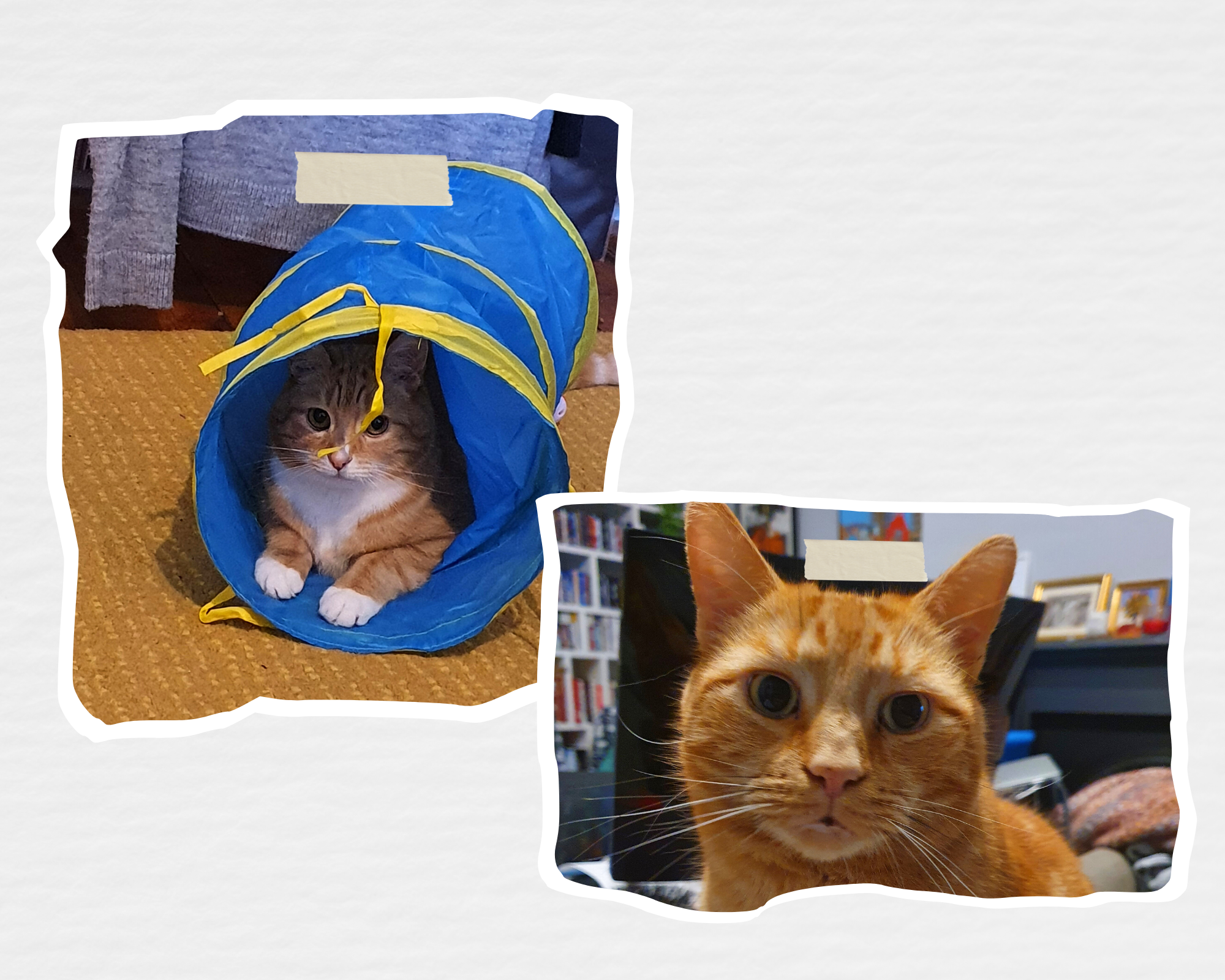 Photos of my ginger cats: Jim, left, is ginger with white paws and a white belly. He's sitting inside his little play tunnel. Ralph, who's all ginger, is pictured staring into the camera.